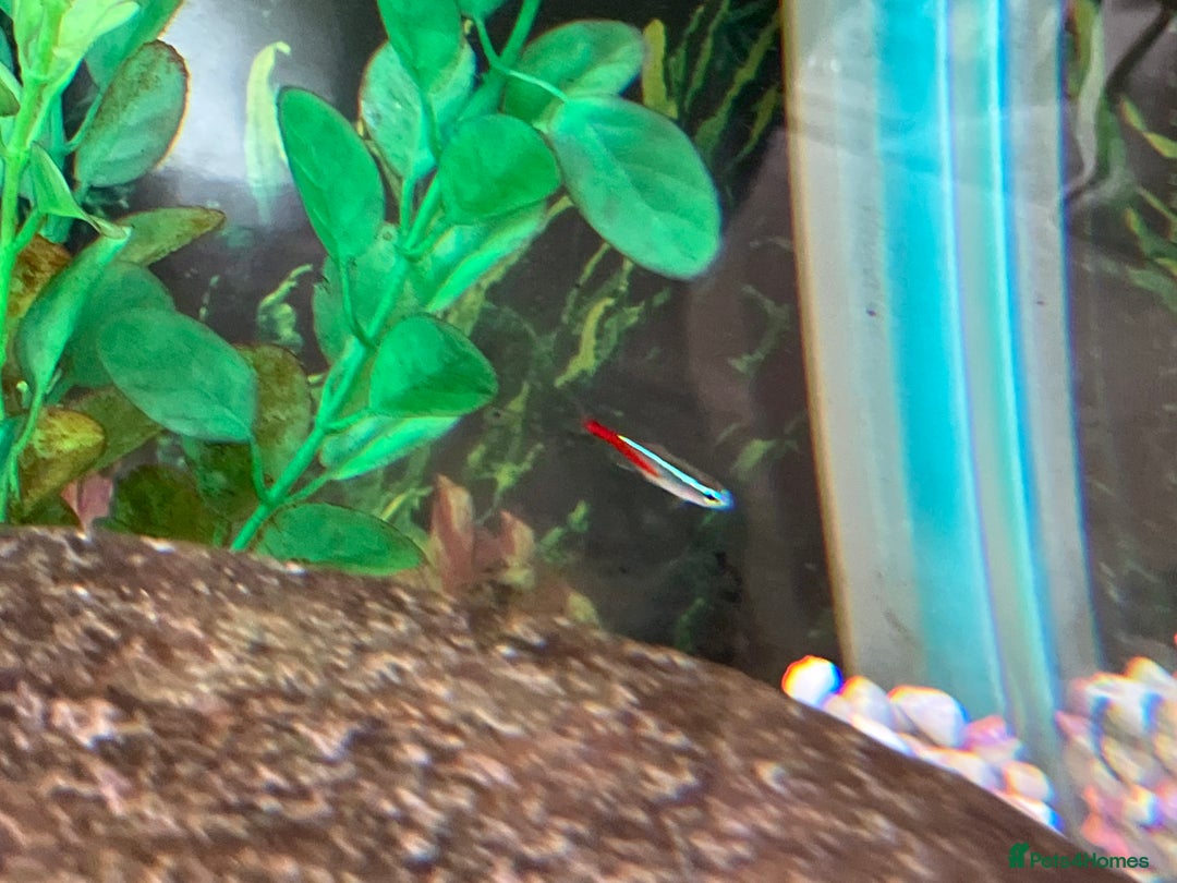 Tetras fish for sale: Neon tetra FREE - Image 2
