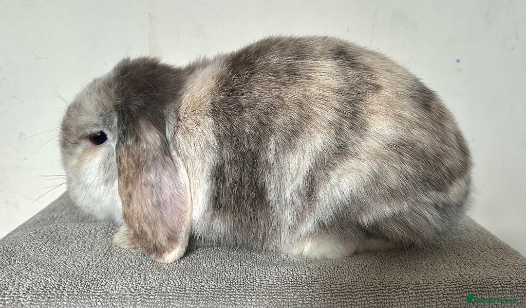 Mini Lop rabbits for sale: Female Adult (Young) Mini Lop - Advert 4