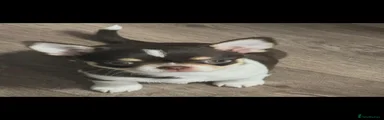 Chihuahua 3