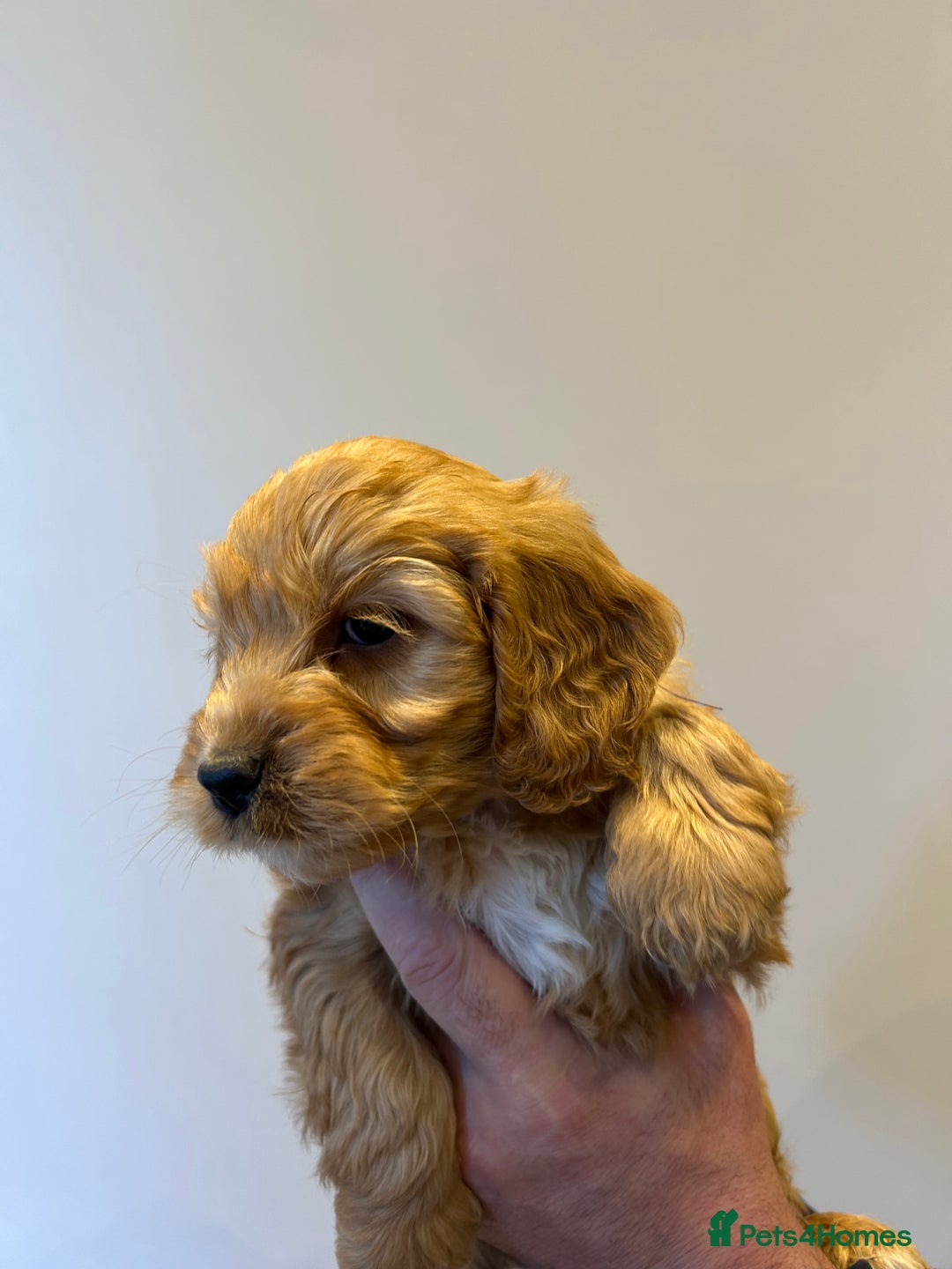 Cockapoo dogs for sale: Cockapoo puppies f1 gorgeous little babys - Advert 5