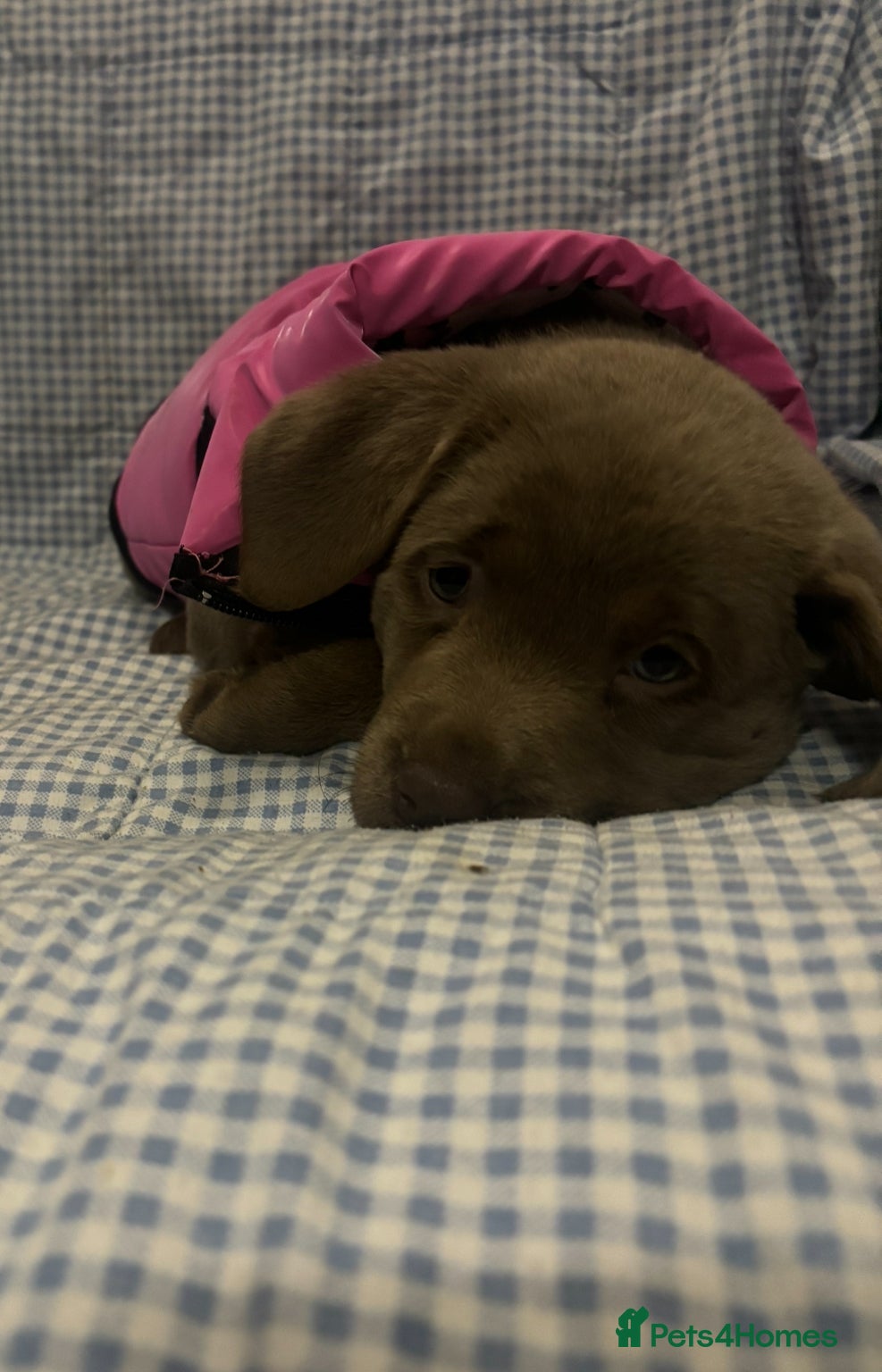 Labrador Retriever dogs 🐾 Stunning Chunky Silver Labrador Puppies 🐾 - Advert 1