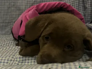 Labrador Retriever dogs 🐾 Stunning Chunky Silver Labrador Puppies 🐾 - Advert 2