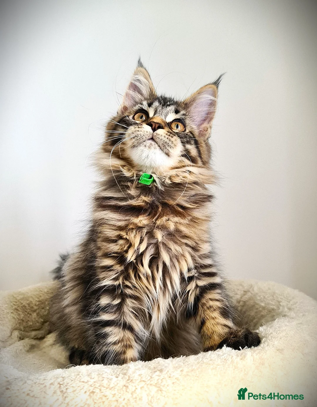 Maine Coon cats for sale: STUNNING 4️⃣ PEDIGREE MAINE COON KITTENS READY ❗❗❗ - Advert 9