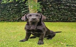 Labrador Retriever dogs for sale: 🐾 Black Labrador Puppy for Sale 🐾 - Image 6