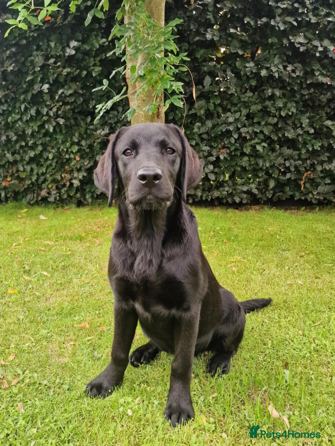 Labrador Retriever dogs for sale: 🐾 Black Labrador Puppy for Sale 🐾 - Image 6