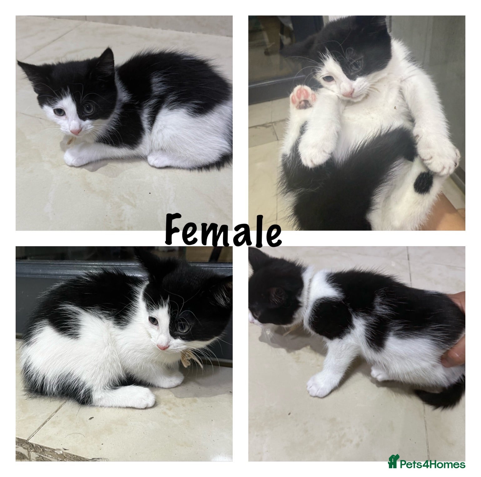 Mixed Breed cats Stunning Kittens - Advert 1