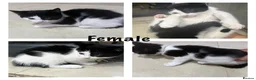 Mixed Breed cats for sale: Last Black and White Female (Ready Now) - Advert 1