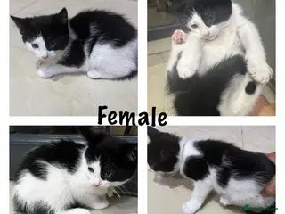 Mixed Breed cats Stunning Kittens - Advert 6