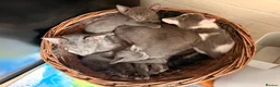 Oriental cats for sale: Oriental kittens available, males and female  - Advert 7