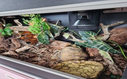 Snake reptiles for sale: 9 month old royal python plus complete set up - Image 5
