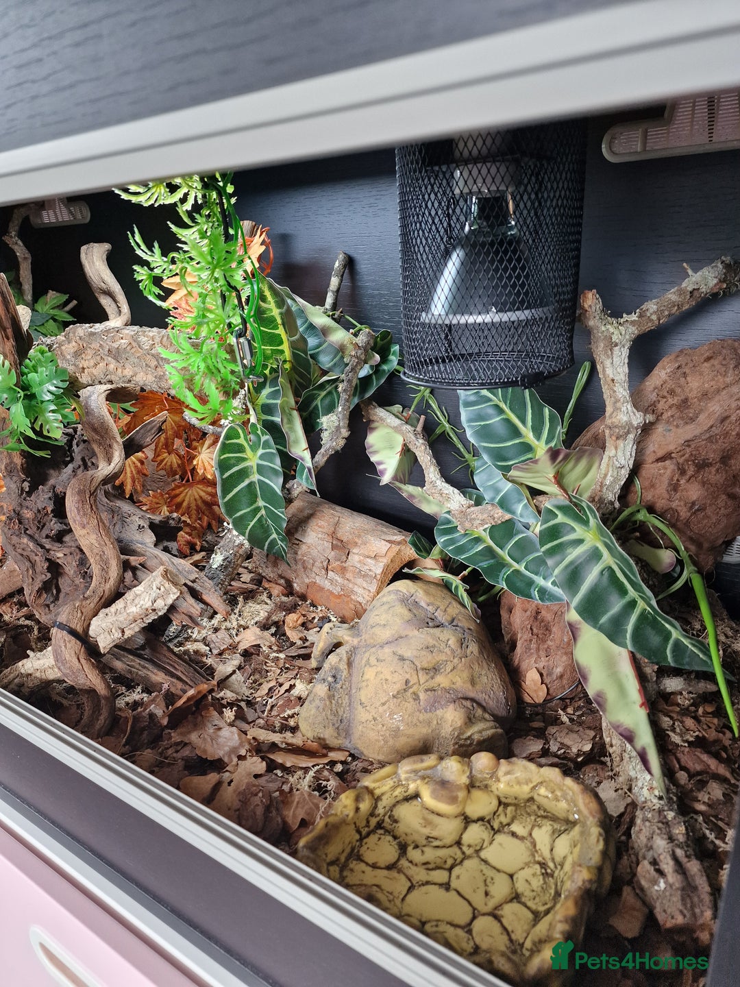 Snake reptiles for sale: 9 month old royal python plus complete set up - Image 5