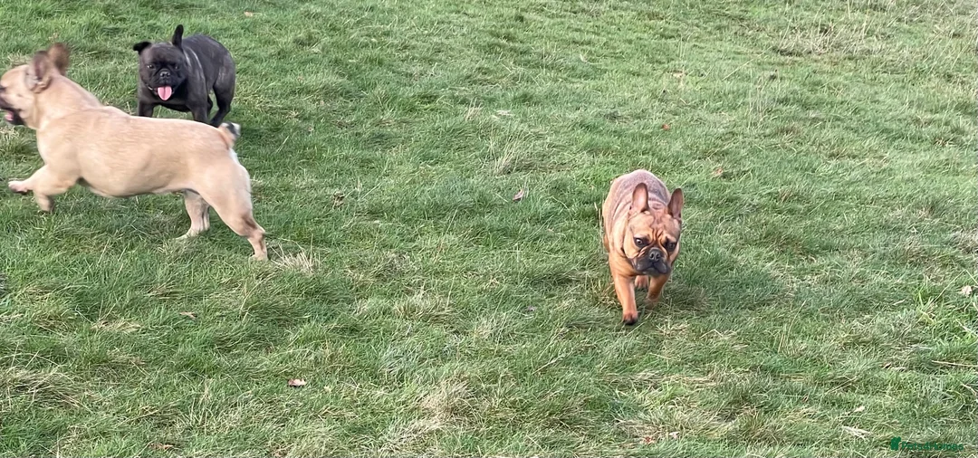 French Bulldog dogs for sale: KC HEALTH TESTED FRENCH BULLDOGS SPAYED GIRLS  - Advert 18