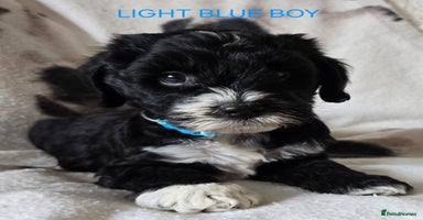 Tibetan Terrier dogs - Advert 2