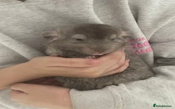 Chinchilla rodents for sale: Boy chinchilla for sale - Image 4