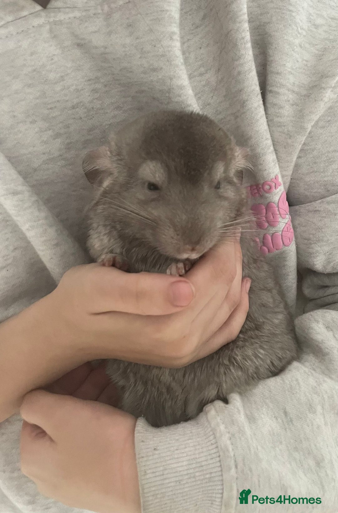 Chinchilla rodents for sale: Boy chinchilla for sale - Image 4