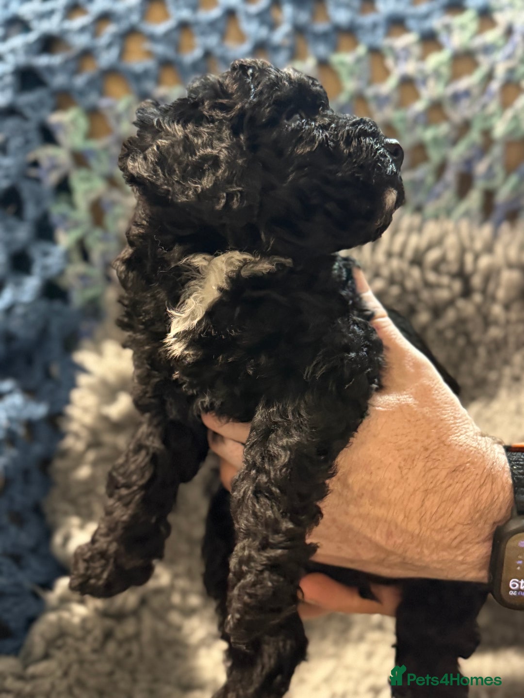 Cockapoo dogs for sale: Gorgeous F1B Cockapoo Puppies hypoallergenic  - Advert 15