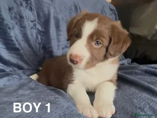 Border Collie dogs Border collie pups for sale - Advert 4