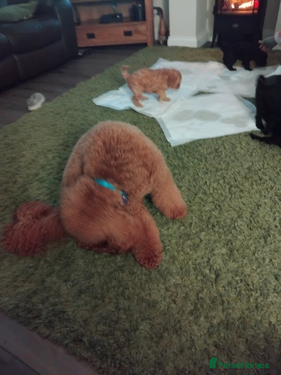 Cockapoo dogs for sale: Cockapoo puppies  - Advert 4