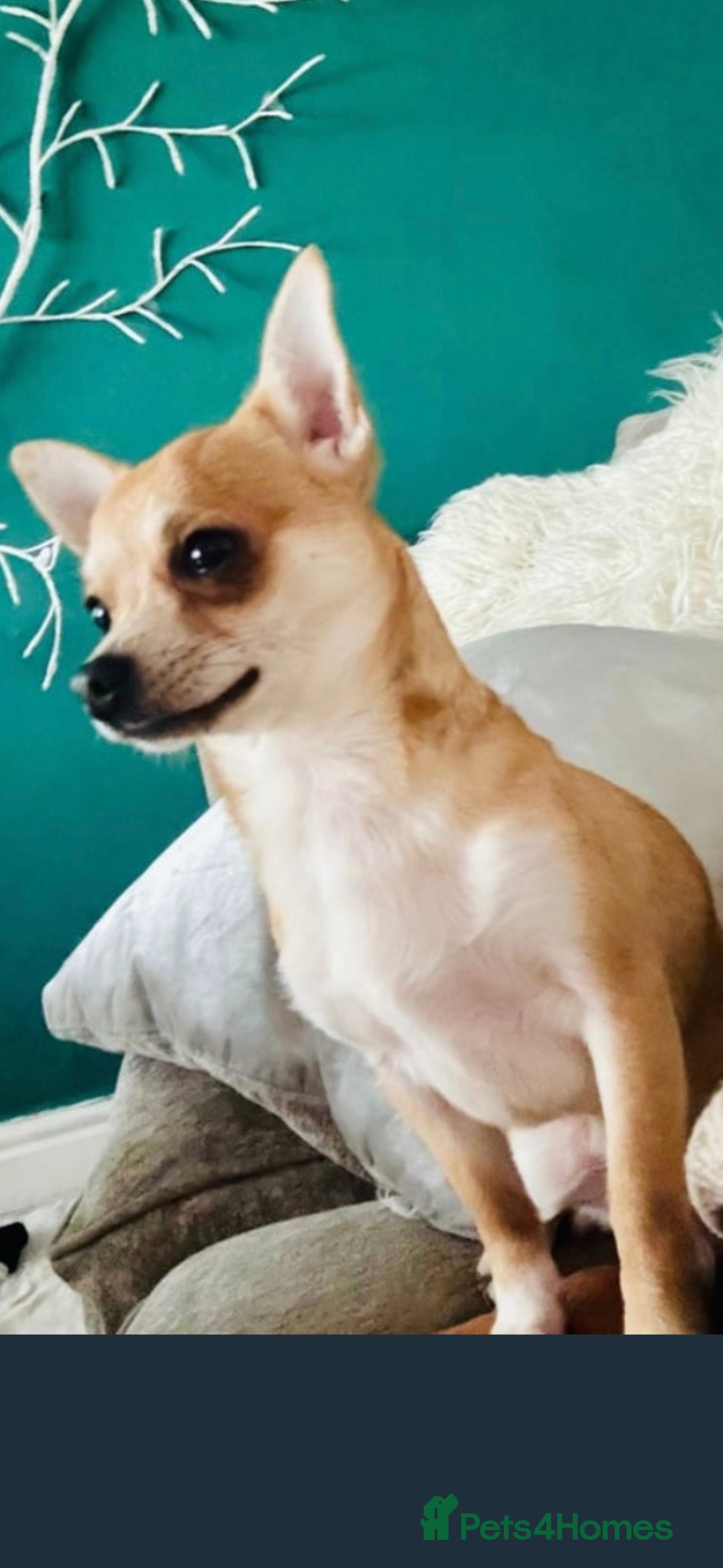 Chihuahua dogs Chihuahua stud - Advert 1