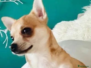 Chihuahua dogs Chihuahua stud - Advert 15