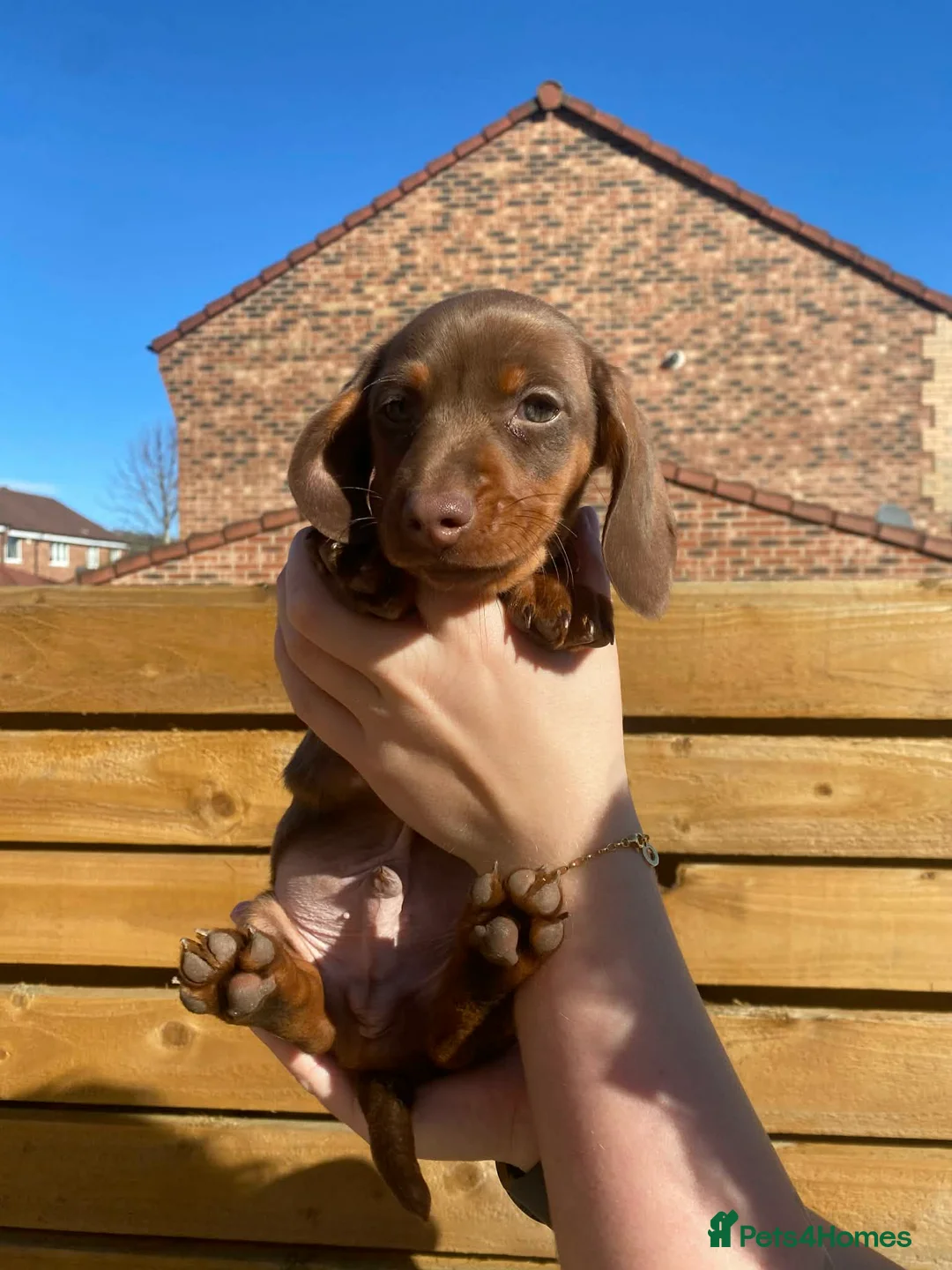 Miniature Dachshund dogs for sale: Beautiful Miniture Dachshund 1 Girl Left - Advert 1