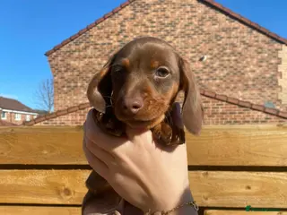 Miniature Dachshund dogs Beautiful Miniture Dachshund 1 Girl Left - Advert 16