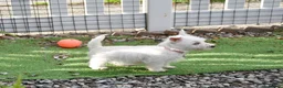 West Highland Terrier dogs for sale: West Highland terrier Puppy Girls - Advert 5