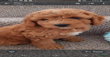 Cockapoo dogs - Advert 10