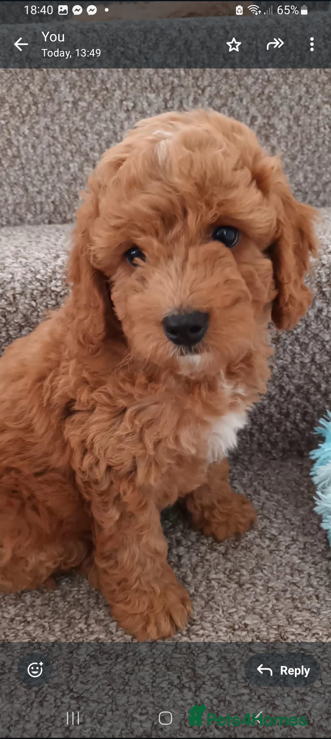 Cockapoo dogs for sale: Cockapoo puppy - Image 2