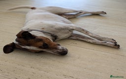 Plummer Terrier dogs for adoption: Milo Terrier  - Image 1