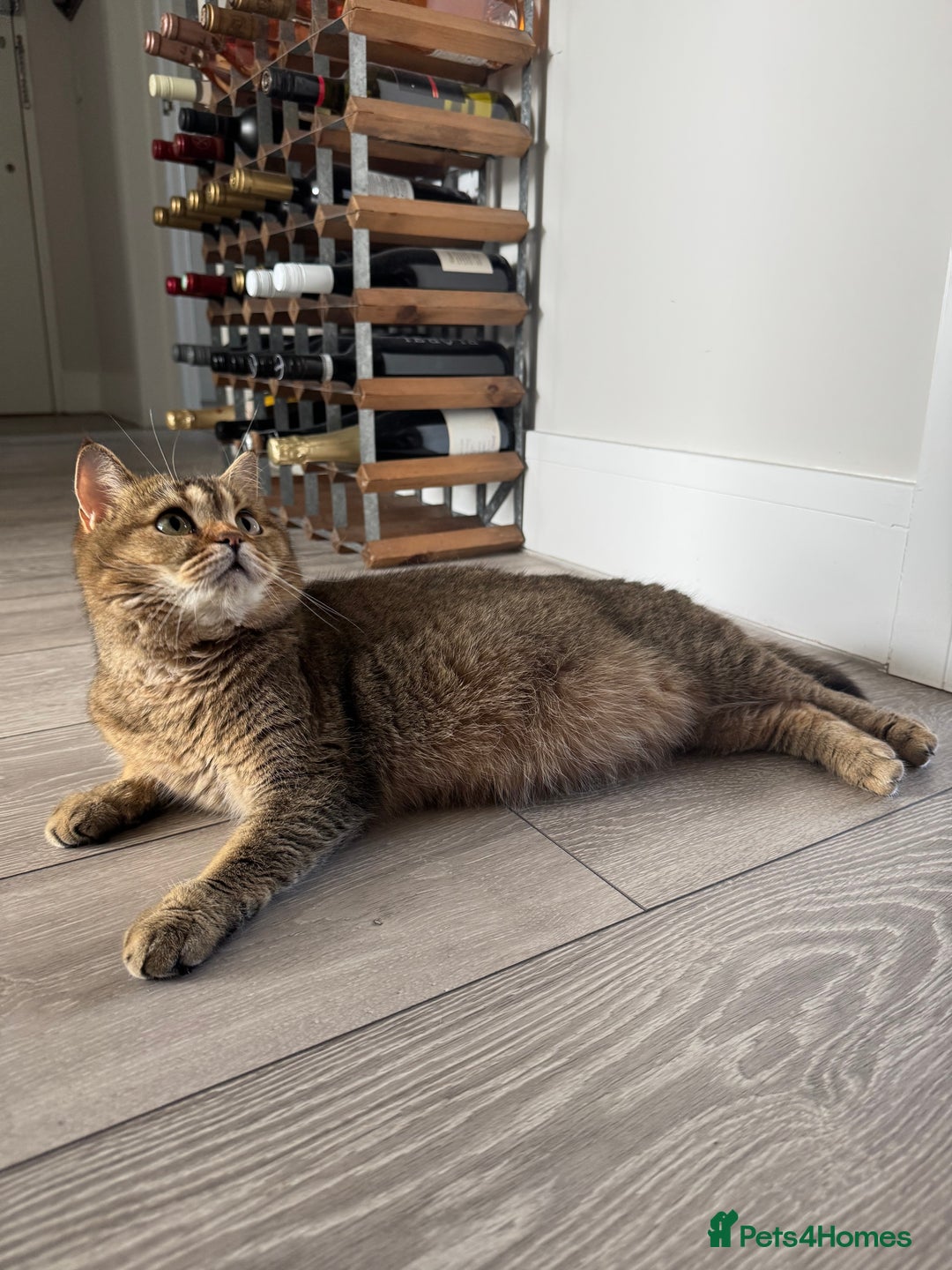 British Shorthair cats for sale: British Shorthair GCCF Pedigree Champion Kittens ✨ - Image 12