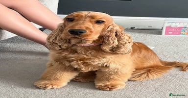 Cocker Spaniel dogs - Advert 10