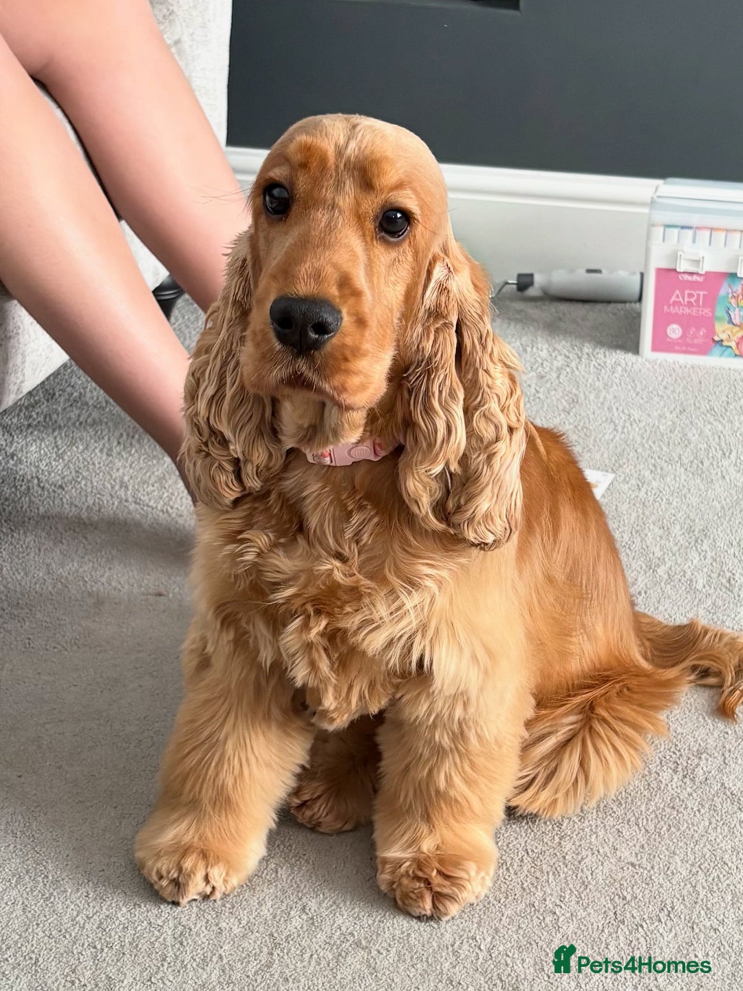 Cocker Spaniel dogs for sale: Top Quality Show Cocker - Top European Show Lines  - Image 2