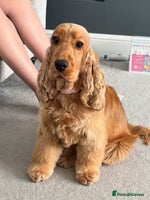 Cocker Spaniel dogs - Advert 1