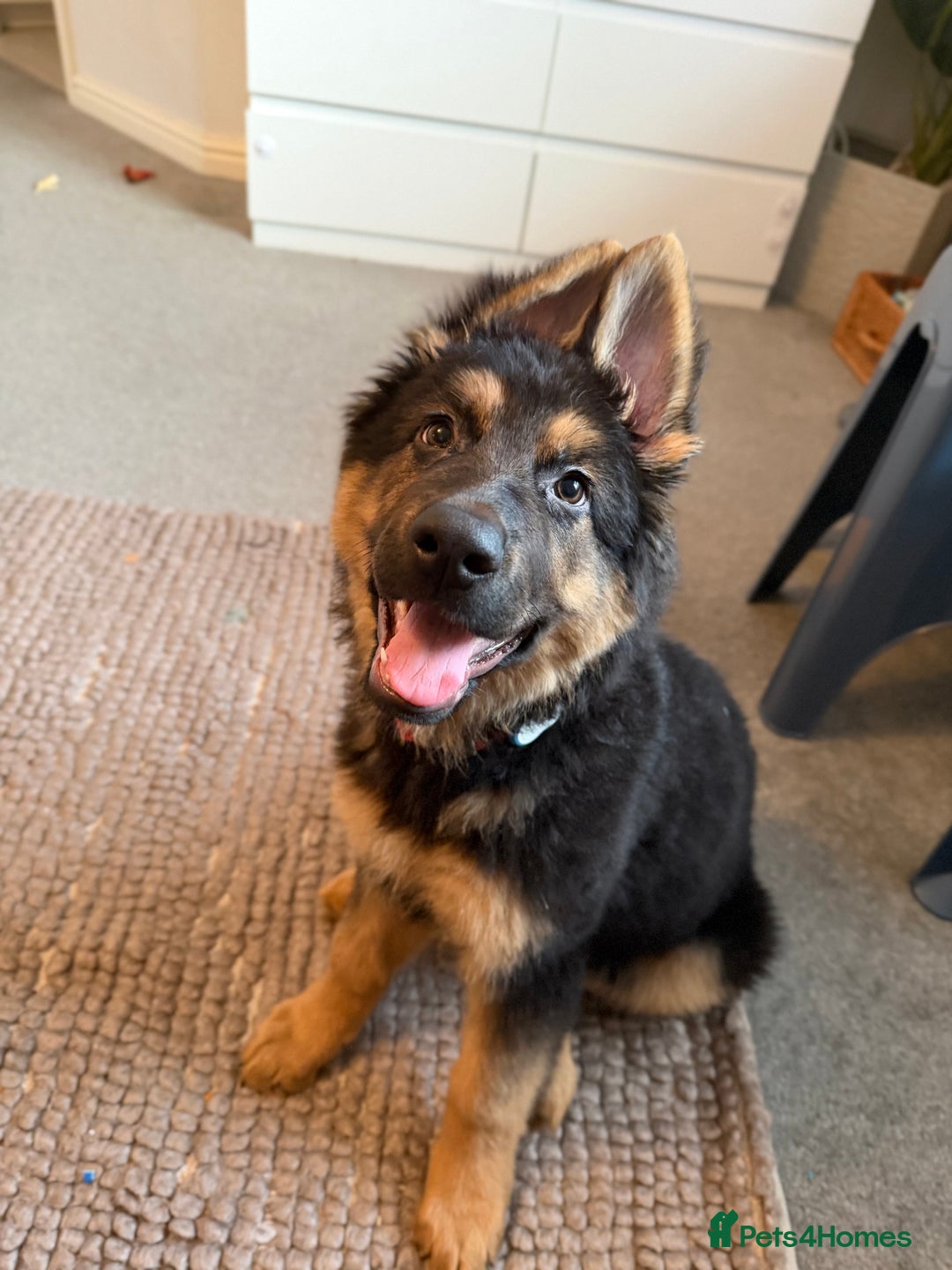 German Shepherd dogs for sale: German Shepherd Male - Advert 4