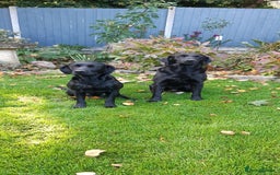 Labrador Retriever dogs for sale: Black Labrador puppies - Image 6