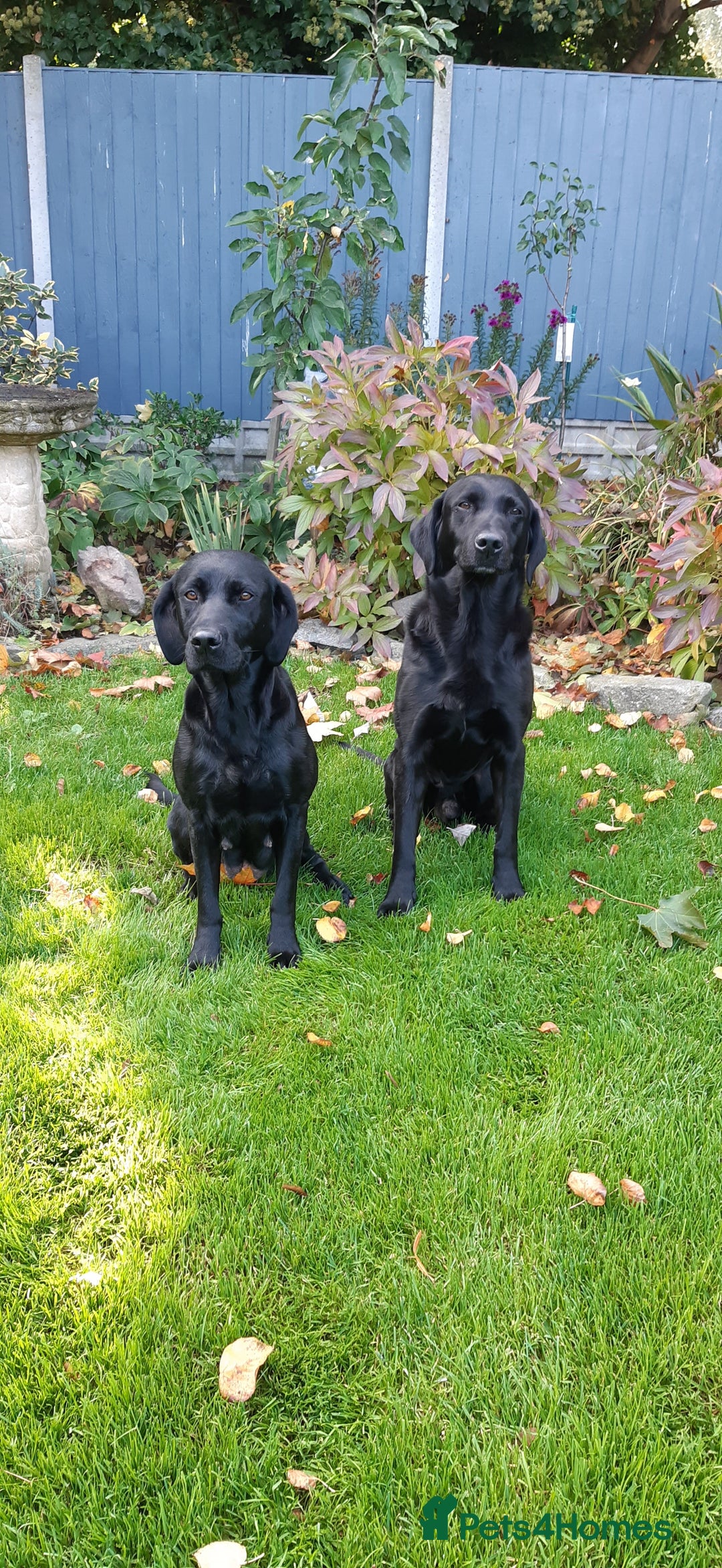 Labrador Retriever dogs for sale: Black Labrador puppies - Image 6