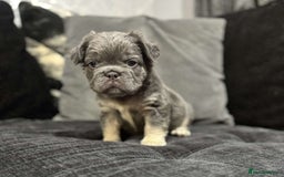 French Bulldog dogs for sale: High Quality French Bulldog Puppies  - Image 17