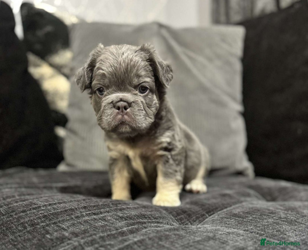 French Bulldog dogs for sale: High Quality French Bulldog Puppies  - Image 17