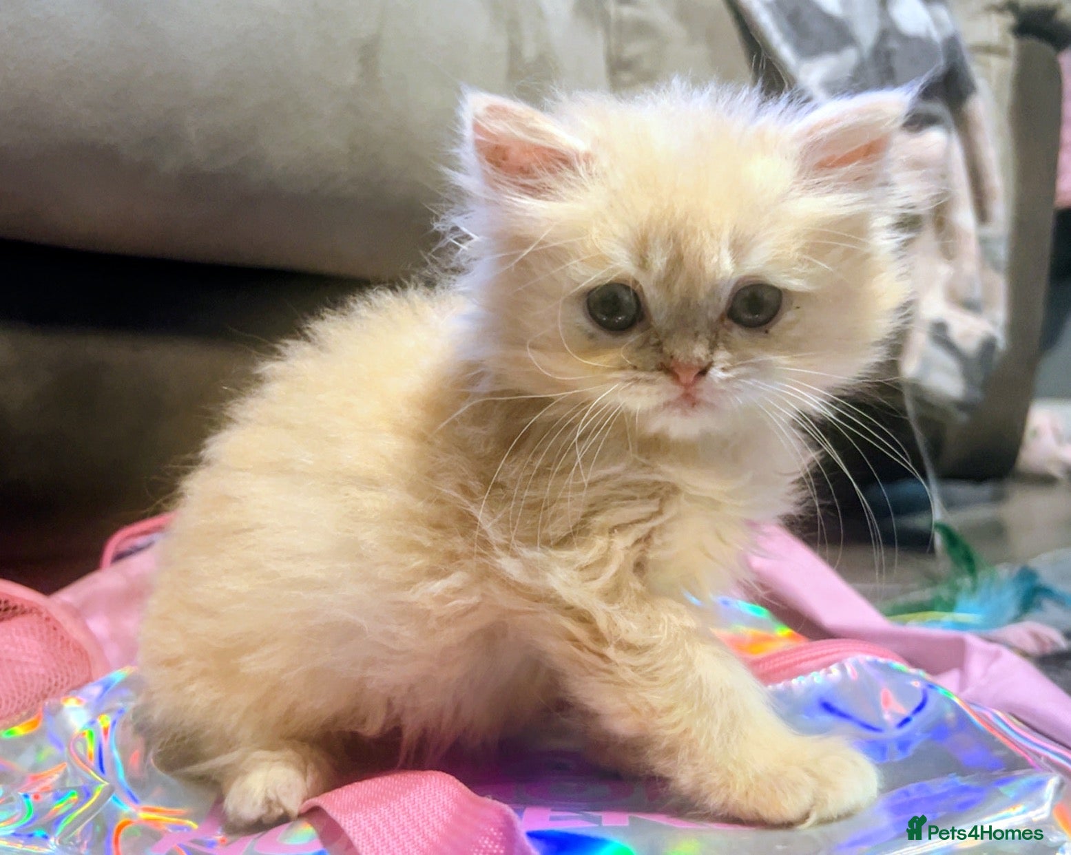Persian cats GOLDEN SHADED GIRL LEFT  🌸🌷💐🌹🌼 - Advert 1