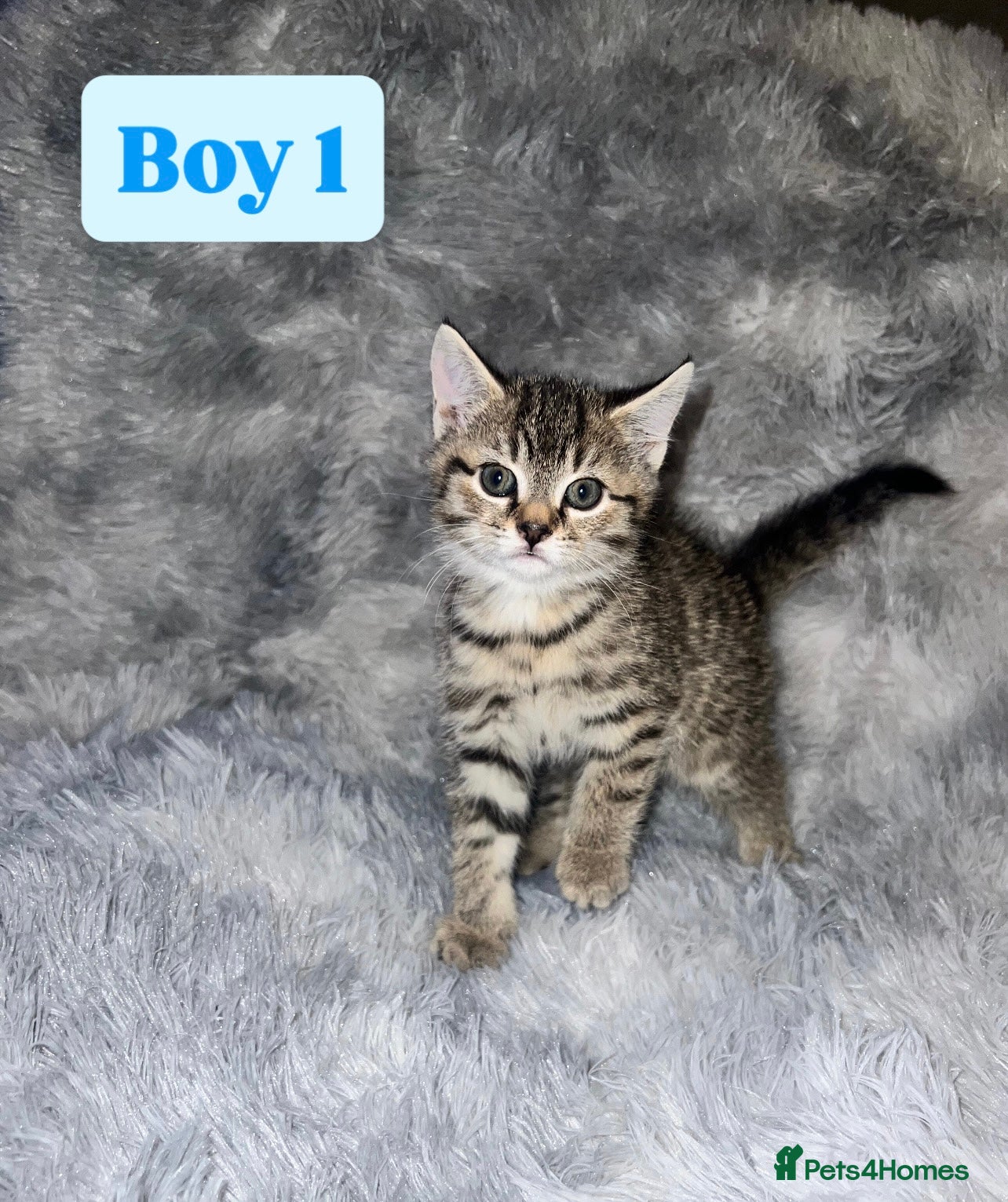 Domestic Shorthair cats for sale: Beautiful Kittens looking for a forever home - Advert 1