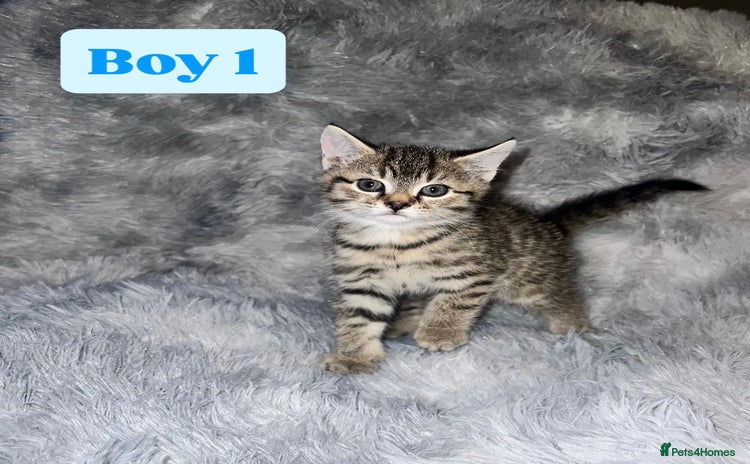Domestic Shorthair cats - Advert 2