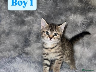 Domestic Shorthair cats - Advert 4