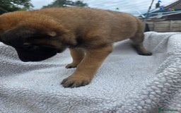 Belgian Shepherd Dog dogs for sale: belguim malinois free training provided - Image 22
