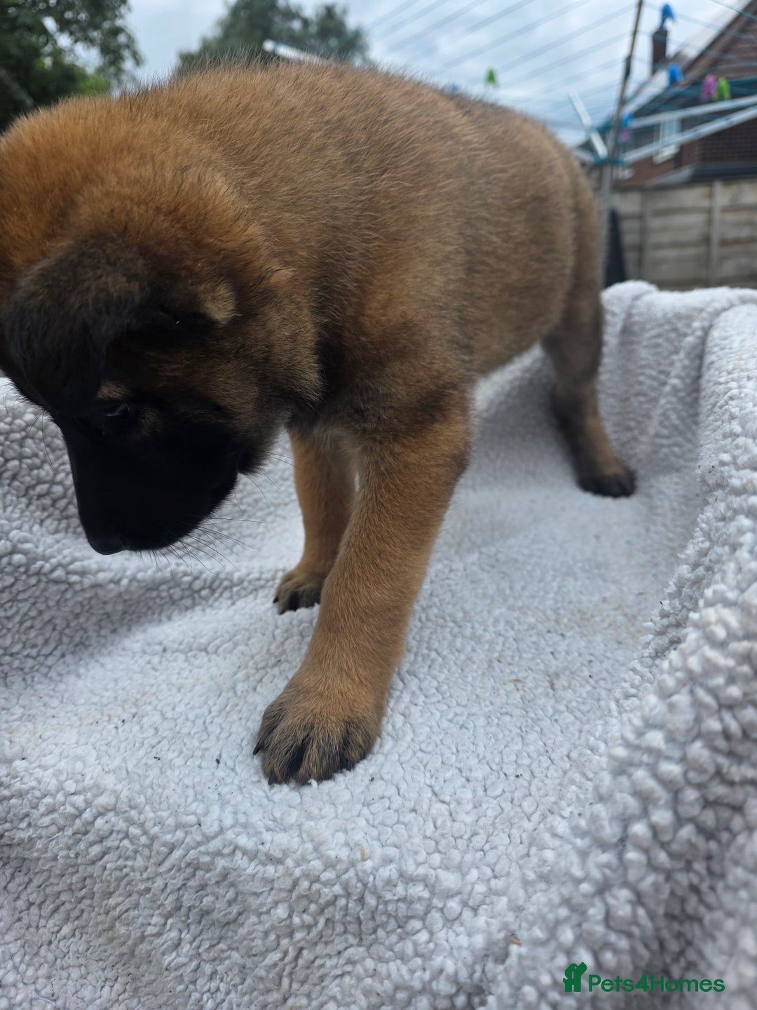 Belgian Shepherd Dog dogs for sale: belguim malinois free training provided - Image 22