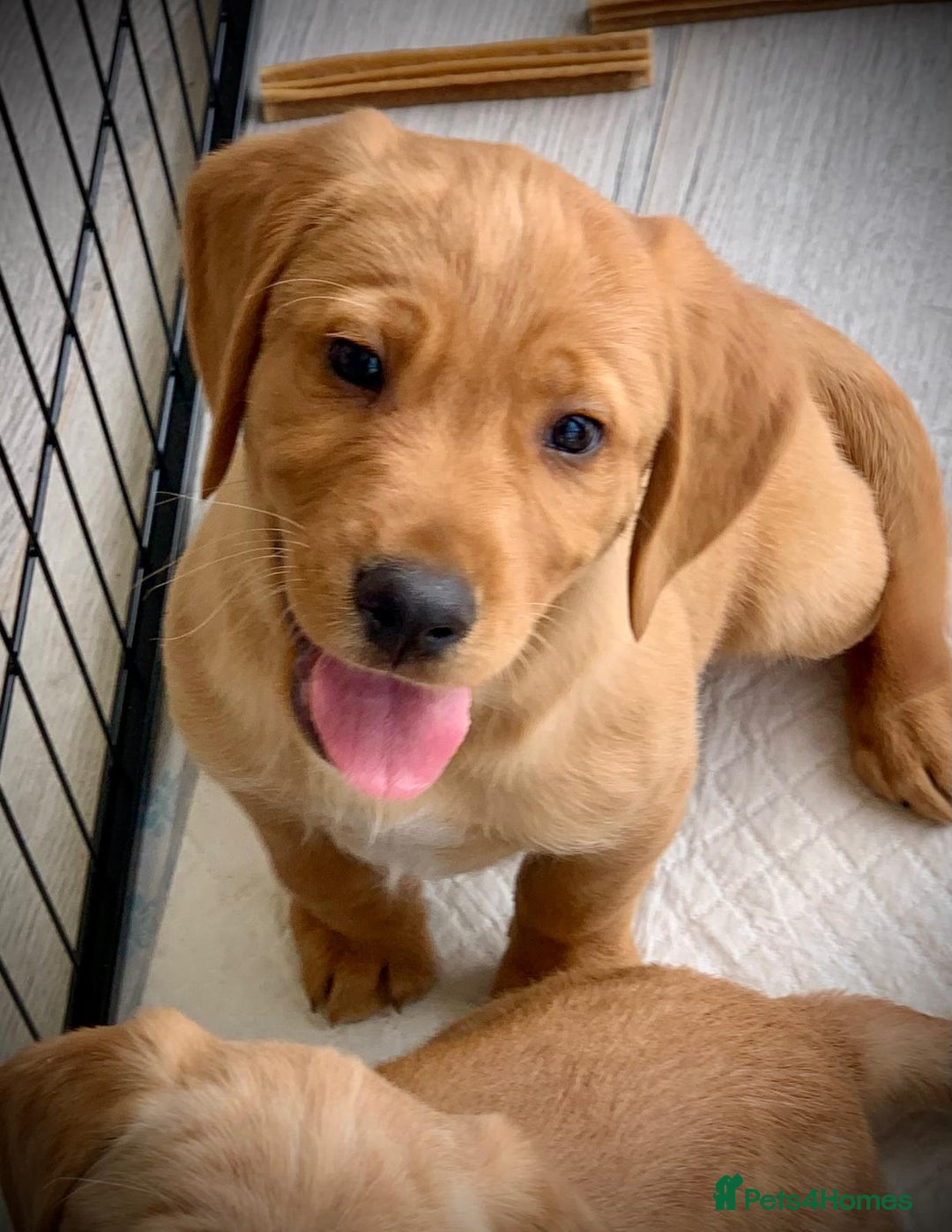 Cockerdor dogs for sale: Beautiful Cockador male puppy - Image 5