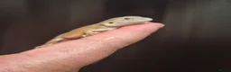 Bearded Dragon reptiles for sale: Baby bearded dragons  - Advert 8