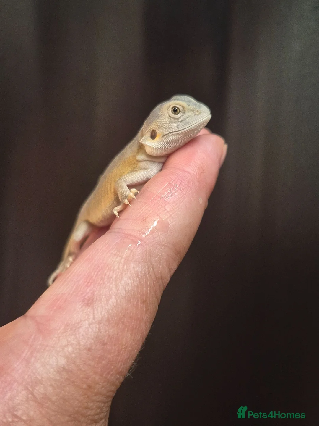 Bearded Dragon reptiles for sale: Baby bearded dragons  - Advert 8