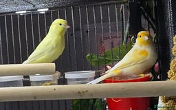 Canaries birds for sale: 2 male canarys - Image 5