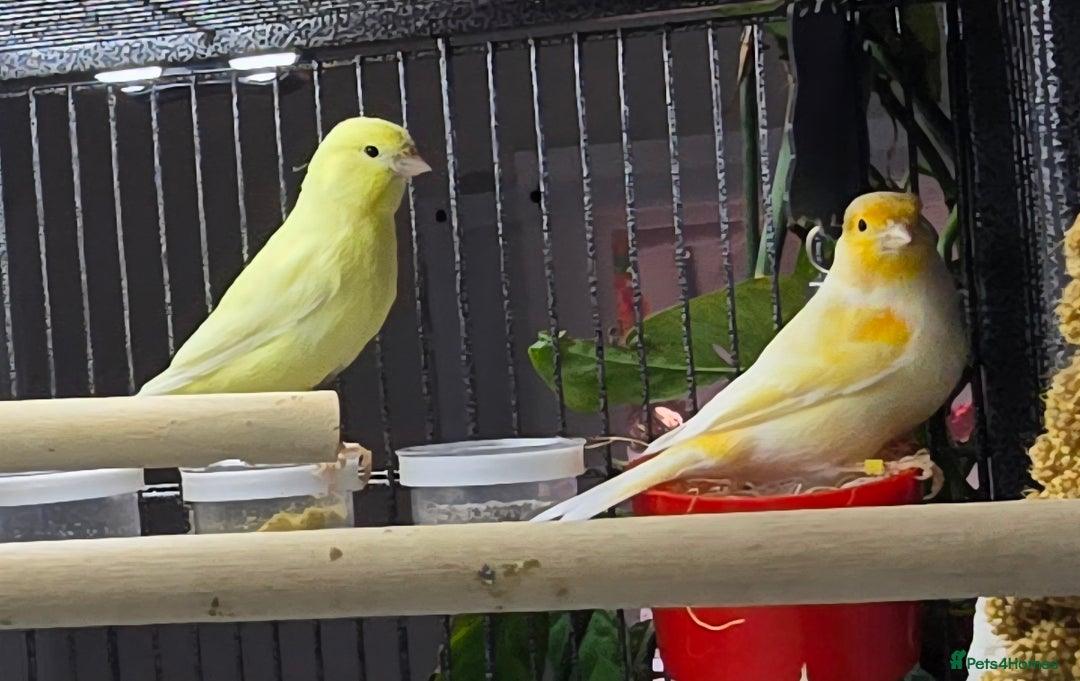 Canaries birds for sale: 2 male canarys - Image 5